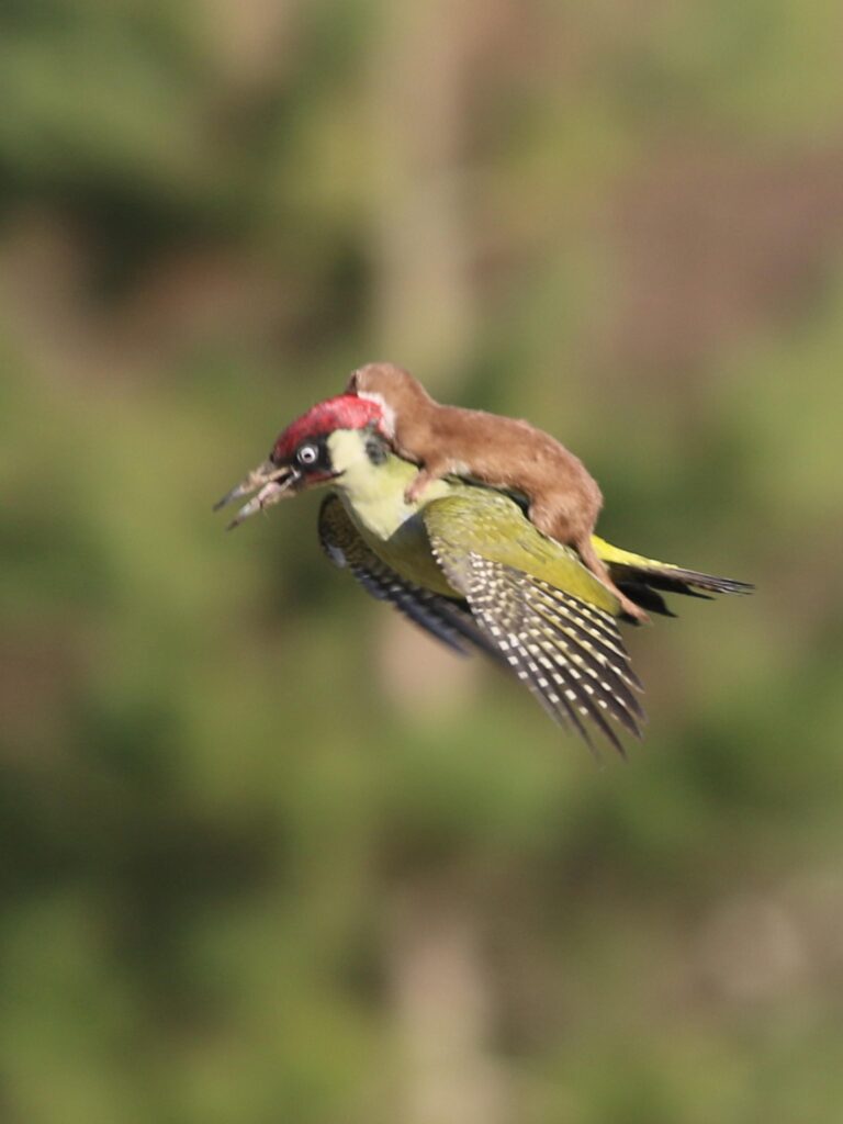 Weasel Rides Woodpecker #WeaselPecker 